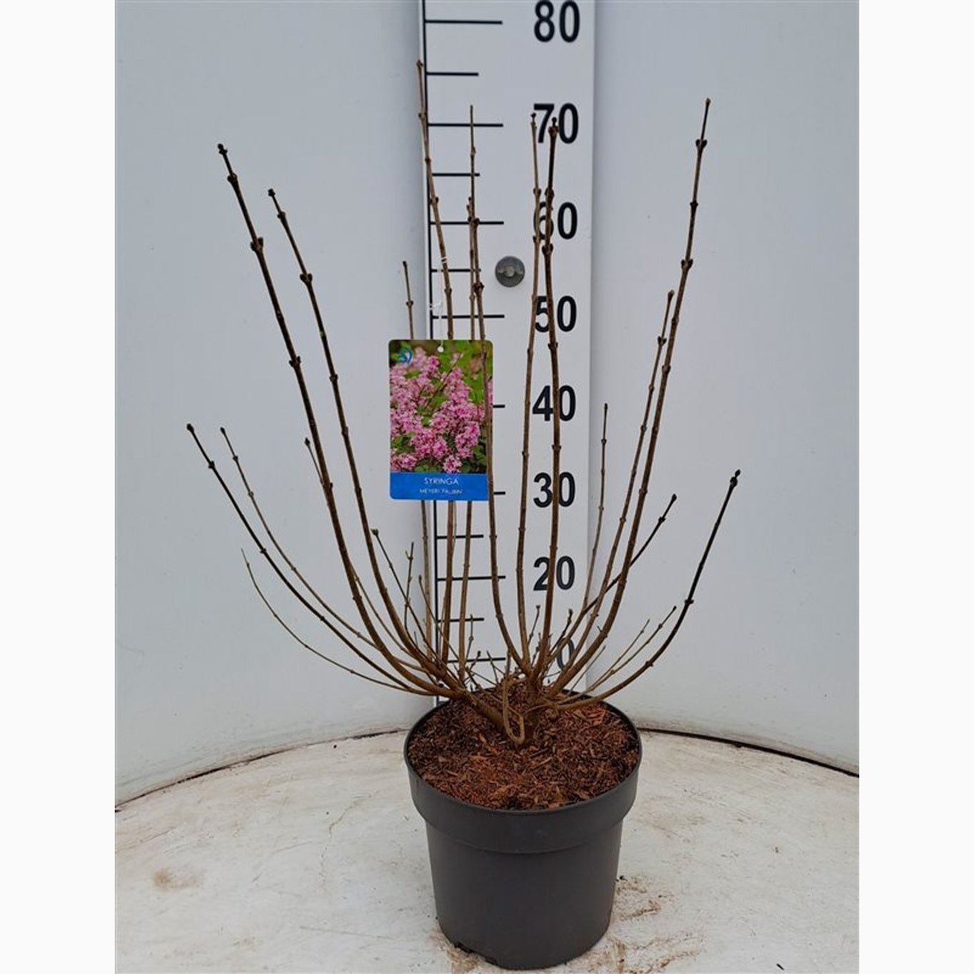 Syren – Syringa meyeri 'Palibin' - C4 40-50 CM